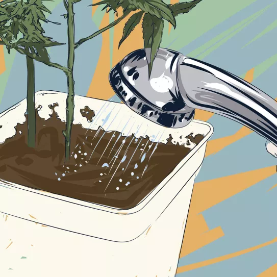 Ilustración: Lavado precosecha