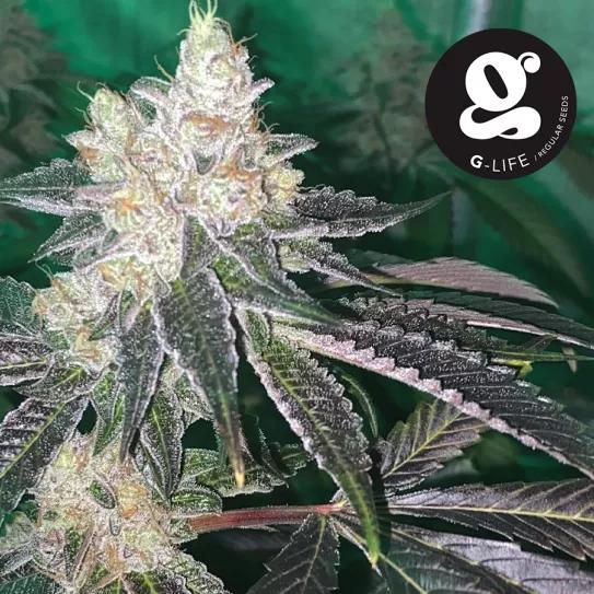 G-life Regular Seeds