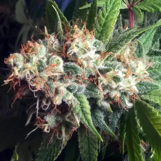 “Bruce Banner”, la weed que apacigua a tu Hulk