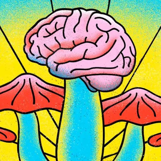 Los esfuerzos por descriminalizar la psilocibina se extienden por los Estados Unidos