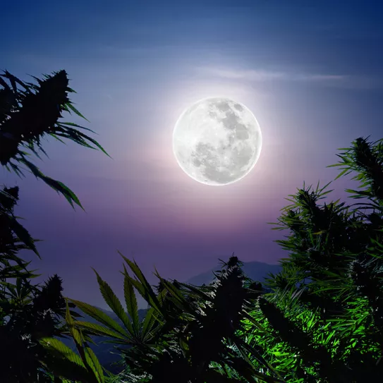 La luna y el abonado