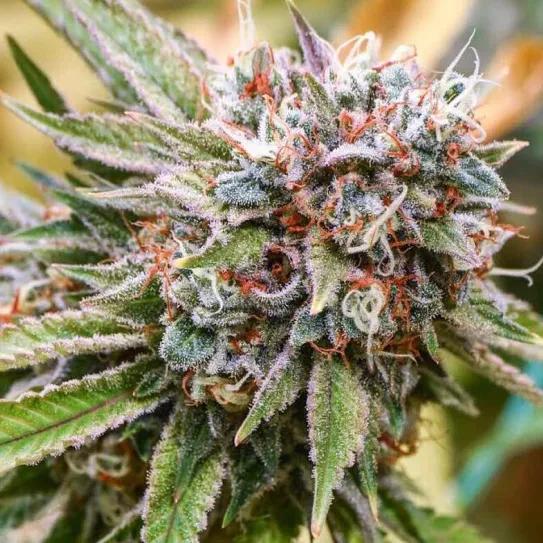 Ruta al otoño: 5 variedades para el entretiempo