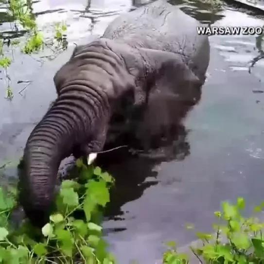 Elefantes del zoo de Varsovia reciben tratamiento de CDB para el estrés