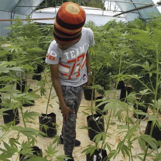 Plantación en Malaui