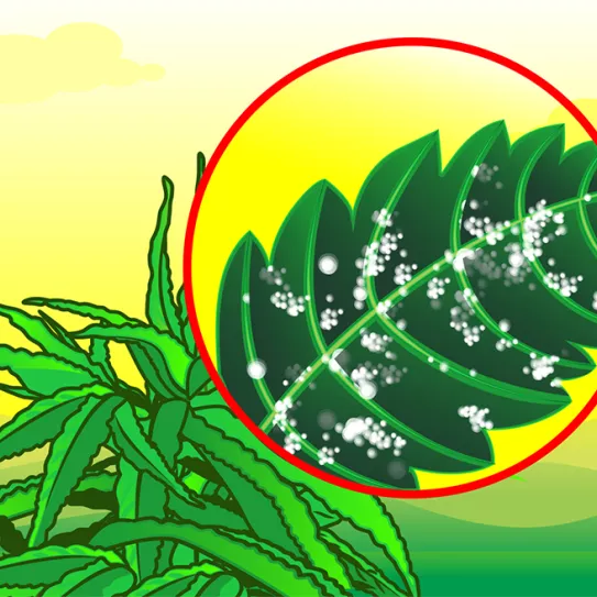 Prevención de hongos 