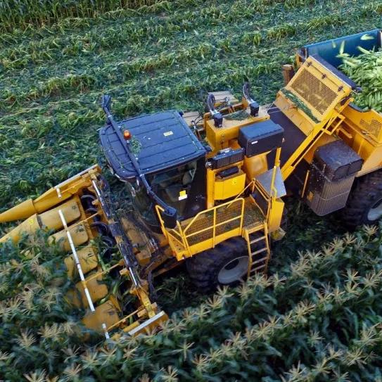 Agricultor cosecha la marihuana que encontró en su cultivo de maíz