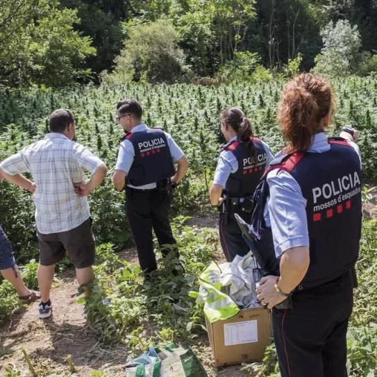 Mossos en una plantación