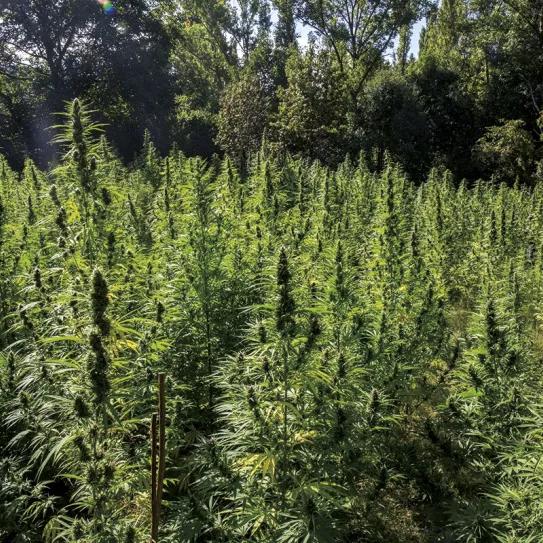 Plantación de cannabis