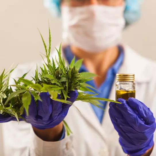 Francia dará cannabis “gratis” en su experimento de 2021