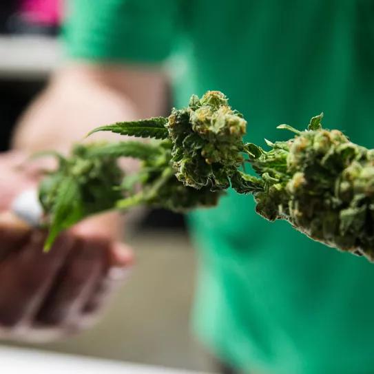 Maine vende 250.000 dólares en marihuana legal en su primer fin de semana