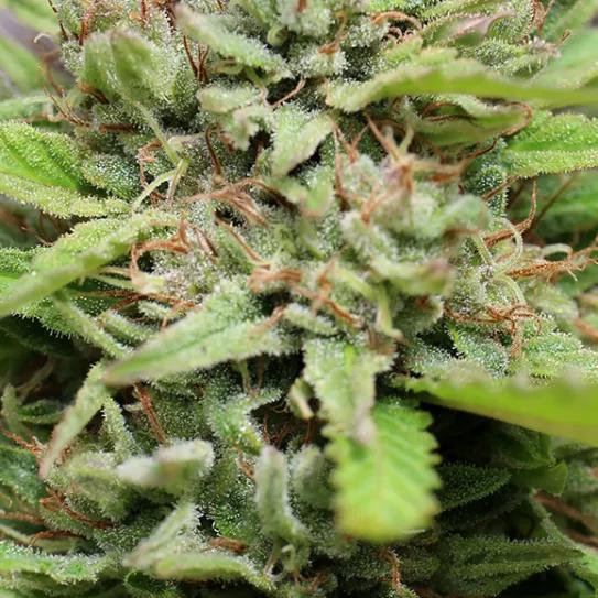 Lo mejor de la cosecha de 2020