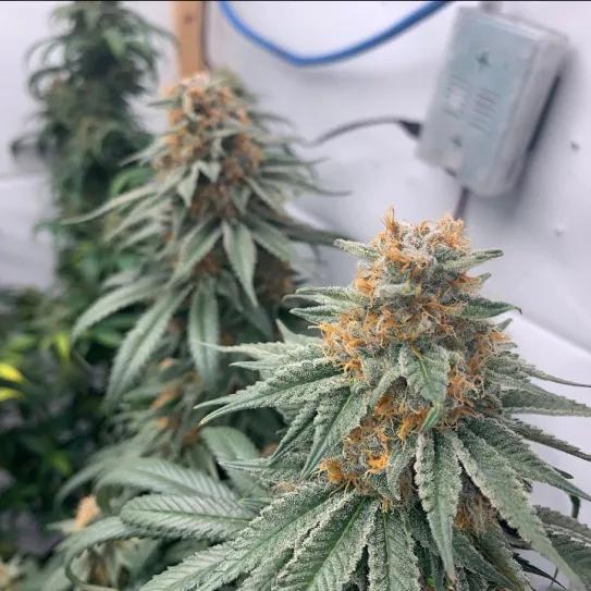 El ciclo de la vida de la marihuana en “time lapse”