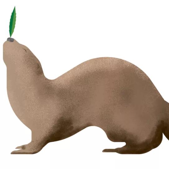 Ilustración: Nutria