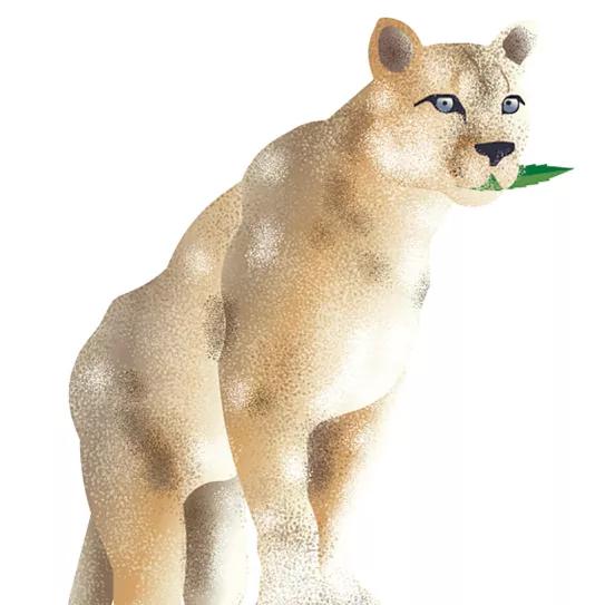 Ilustración: puma