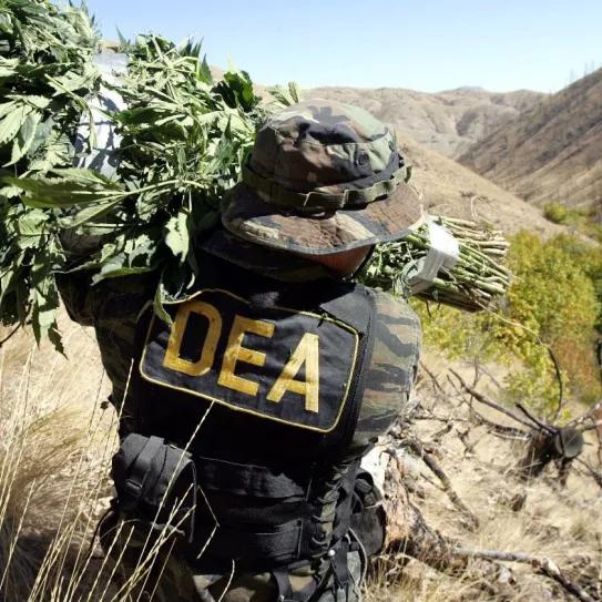 La DEA busca gente capaz de quemar 4 toneladas de marihuana por día