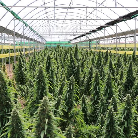 El sector del cáñamo industrial crece en España