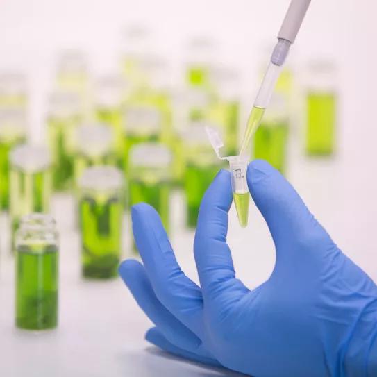 Dos investigadores catalanes descubren 16 nuevos cannabinoides 