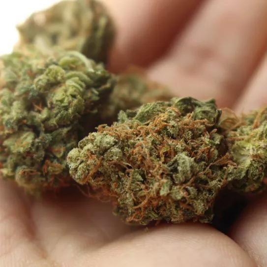 Un antiguo secretario de Podemos denuncia el robo de cuatro kilos de cogollos y acaba arrestado