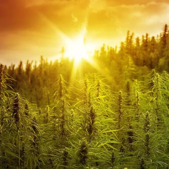 El Parlamento Europeo apoya regular la industria del cáñamo industrial y aumentar el nivel de THC