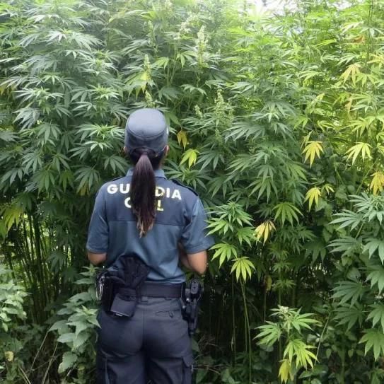 El Ministerio de Interior comprará 20 trituradoras más para destruir marihuana