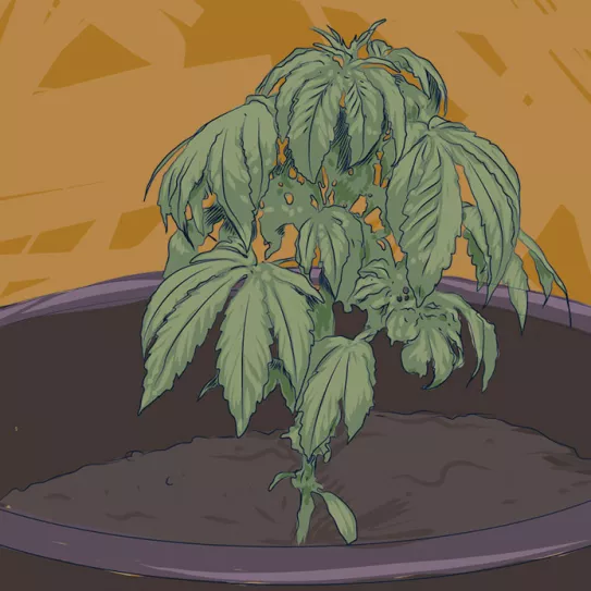 Ilustración: Hojas caídas