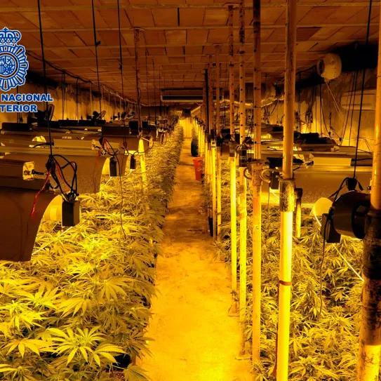 La policía desmantela un plantación subterránea con más de 1000 plantas en Toledo