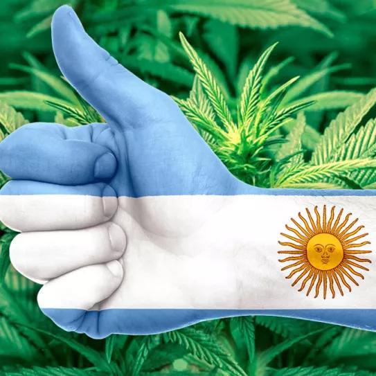 Argentina aprueba el autocultivo de cannabis medicinal y la venta aceite en farmacias