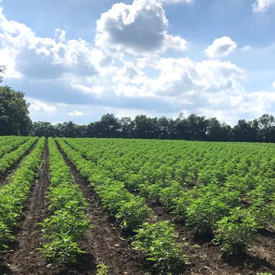El Departamento de Agricultura de EE UU da 200.000 $ a un grupo de defensa del cáñamo