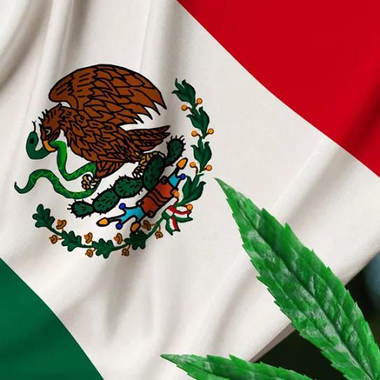 El Senado de México aprueba una regulación del cannabis muy criticada