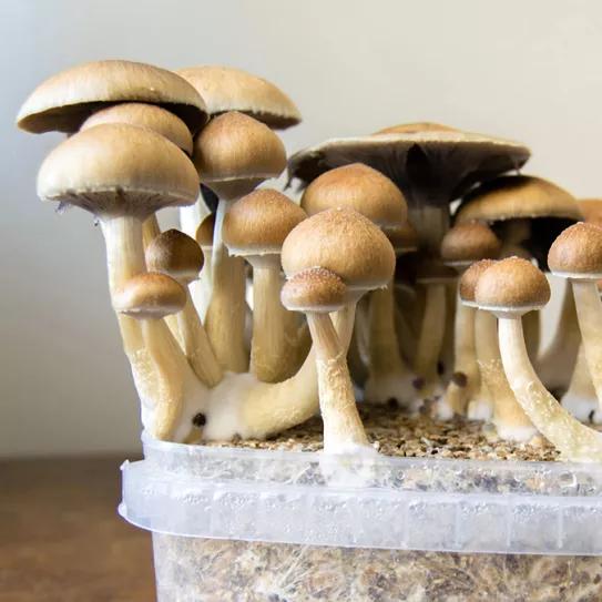 California prepara una despenalización de los psicodélicos