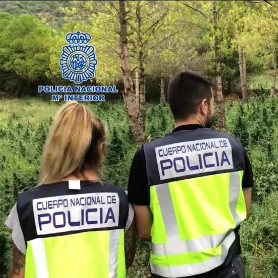 La Policía Nacional incauta medio millón de plantas de marihuana en poco más de un año