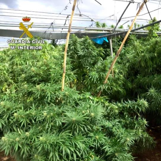 Cae una red que mantenía 372.000 plantas distribuidas en 52 cultivos de varias provincias