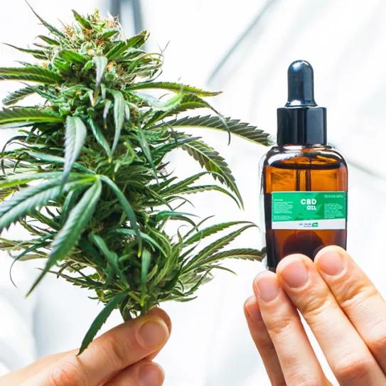 Las farmacias argentinas podrán elaborar su propio aceite de cannabis 