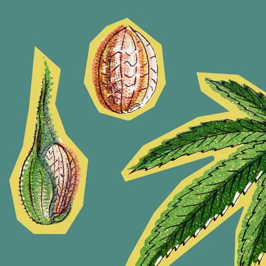 Grow shops intervenidos. Editorial Cáñamo #276