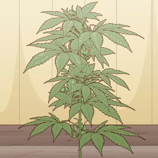 Cosecha de primavera