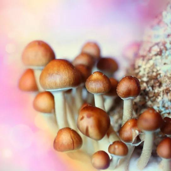 Canadá permitirá que los terapeutas usen psilocibina