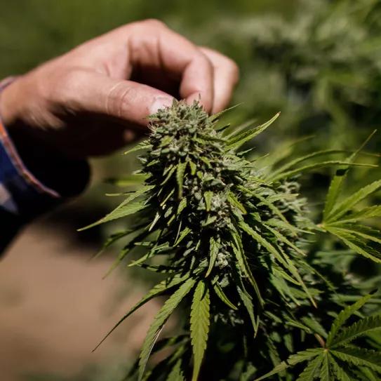 A qué se debe la fama de las variedades californianas