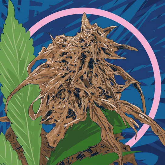 Tabaco como insecticida 