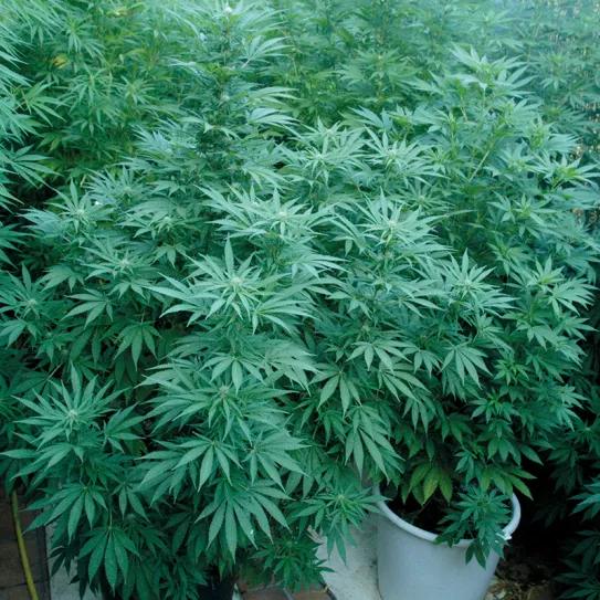 Las hojas de las plantas se mantienen frescas gracias a la transpiración. 