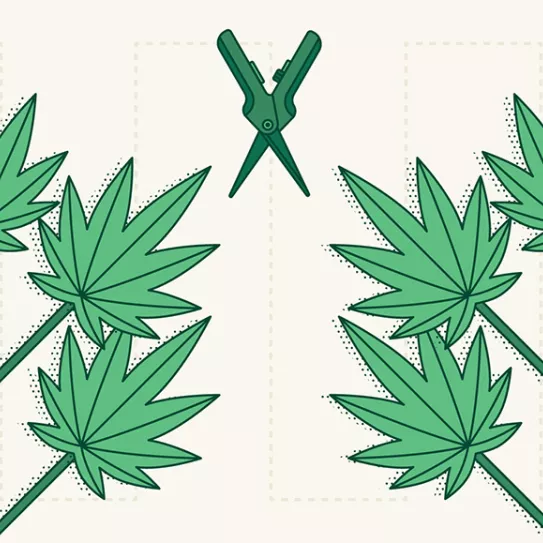 Técnica de revegetación 