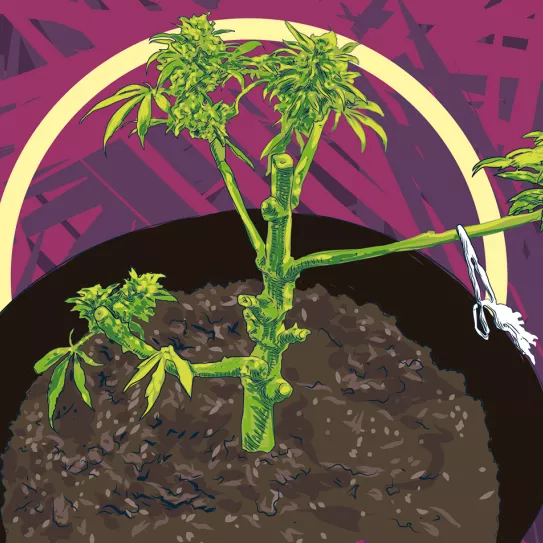 ¿Qué le pasa a mi planta madre? 