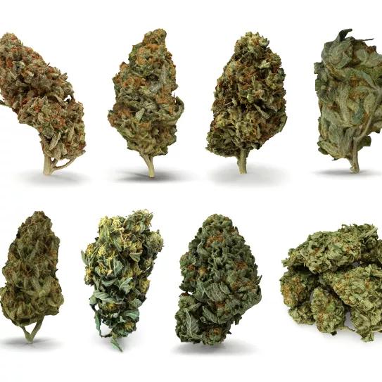 No, los cogollos del cannabis no son flores, son frutos partenocárpicos