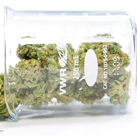 La falta de estándares en los análisis de cannabis debilita su confianza