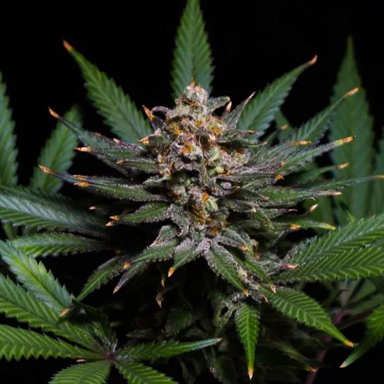 BCN Critical XXL Fem de Seedstockers