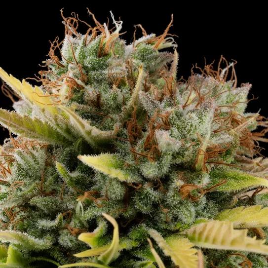 Buddha Seeds presenta Classics: una versión renovada de variedades de leyenda