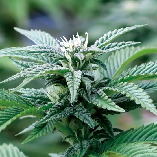 Aprovecha la primavera 