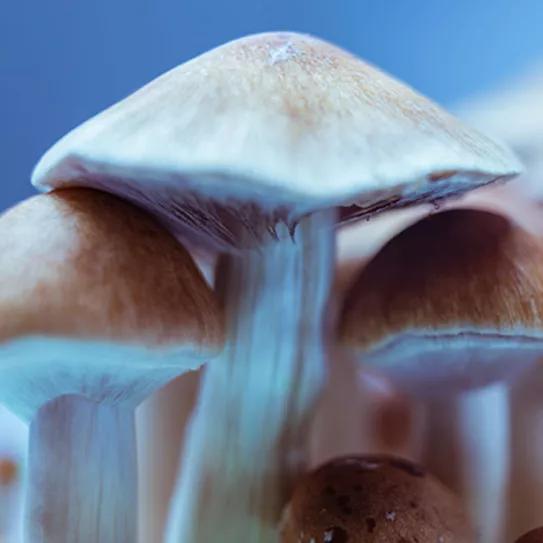 Somerville (Massachusetts), también despenaliza los psicodélicos naturales 