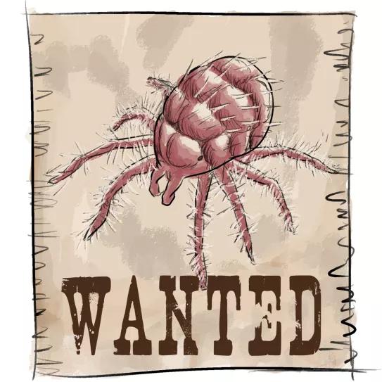 Identificaremos la plaga de araña roja al apreciar unas manchas o puntos amarillos a lo largo del nervio principal de las hojas.