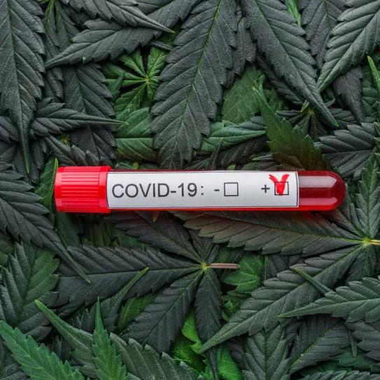 Prueban CBD sobre pacientes austríacos con covid con buenos resultados