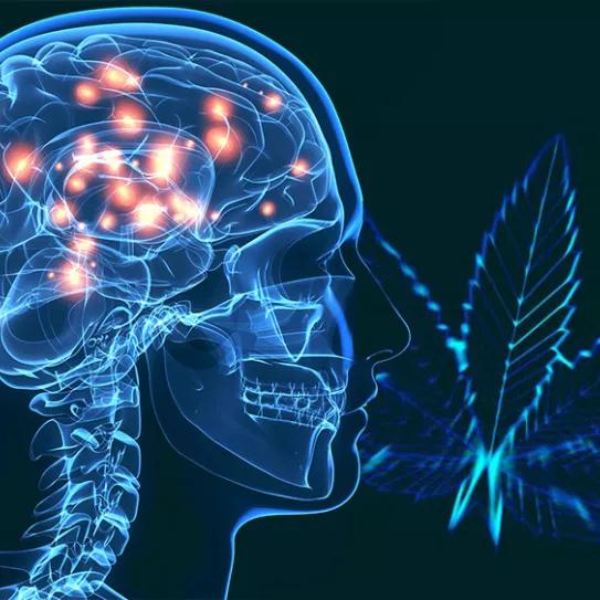 El 8% de los pacientes alemanes con párkinson usa cannabis según una encuesta